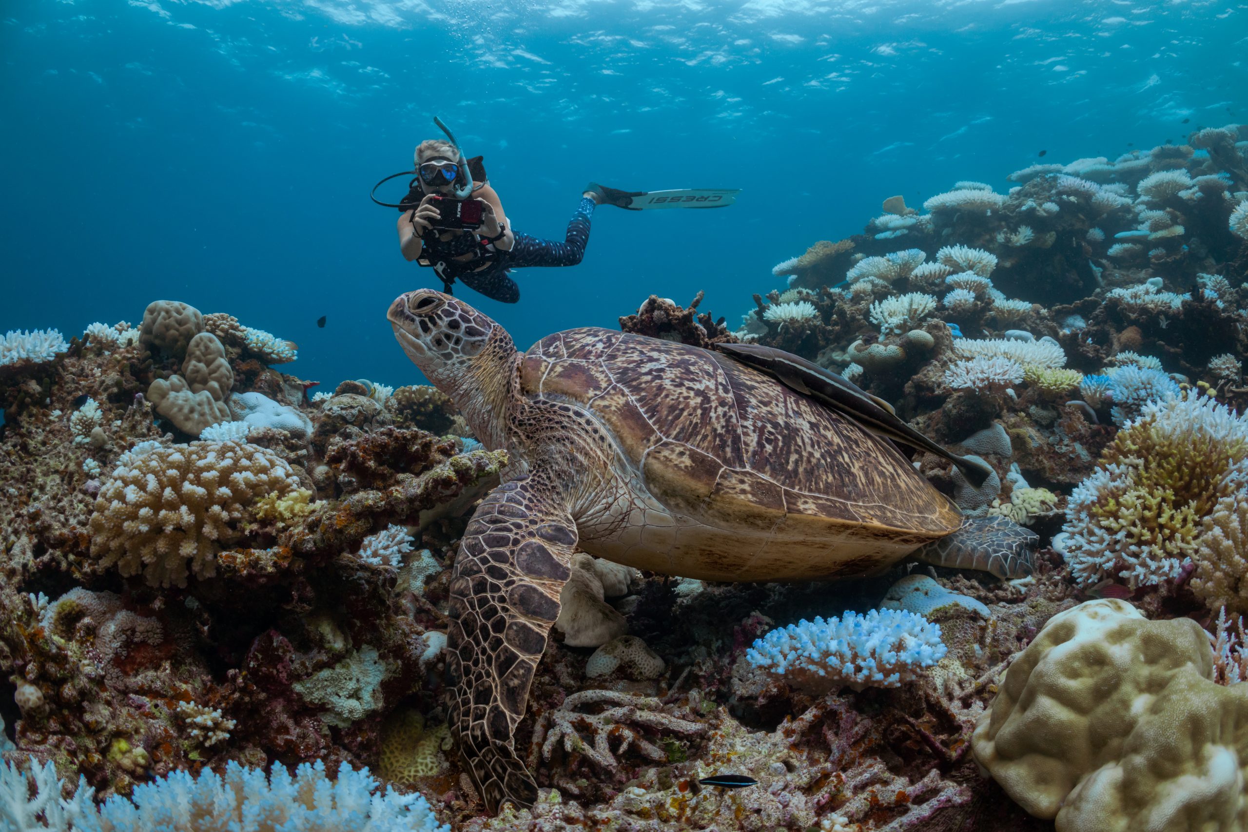 Identificazione tartaruga marina durante immersione subacquea alle Maldive